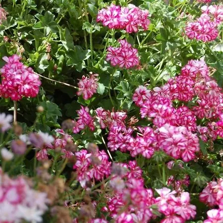 Sofia Летний дом *